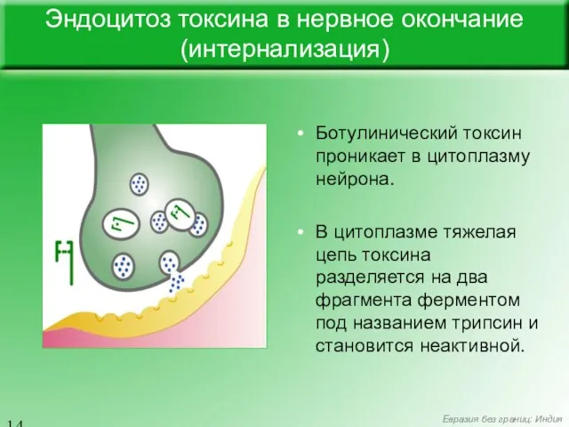 Эндоцитоз токсина в нервное окончание (интернализация) Ботулинический токсин проникает в