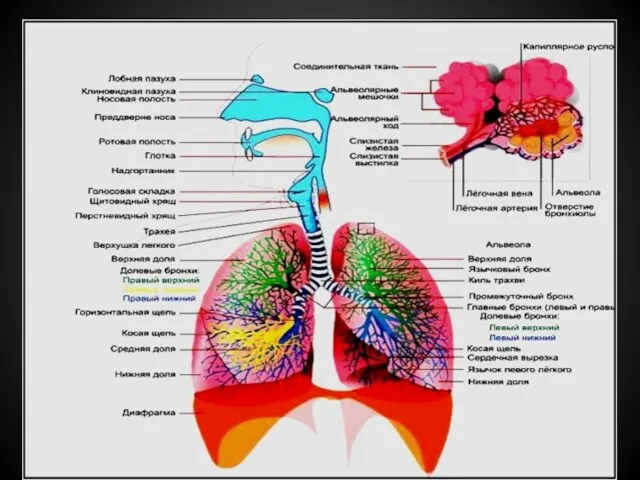 Анатомофизиологические особенности дыхательной системы