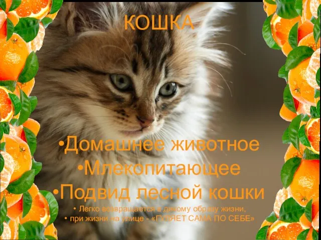 КОШКА Домашнее животное Млекопитающее Подвид лесной кошки Легко возвращается в