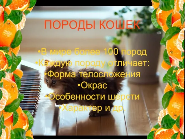 ПОРОДЫ КОШЕК В мире более 100 пород Каждую породу отличает: