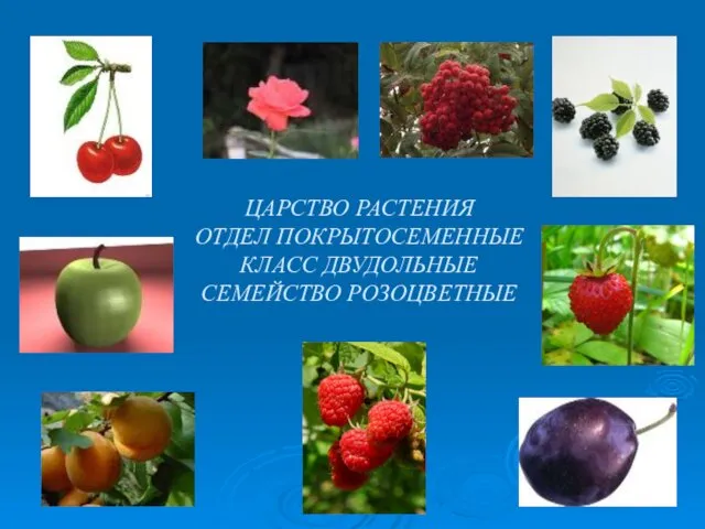 ЦАРСТВО РАСТЕНИЯ ОТДЕЛ ПОКРЫТОСЕМЕННЫЕ КЛАСС ДВУДОЛЬНЫЕ СЕМЕЙСТВО РОЗОЦВЕТНЫЕ