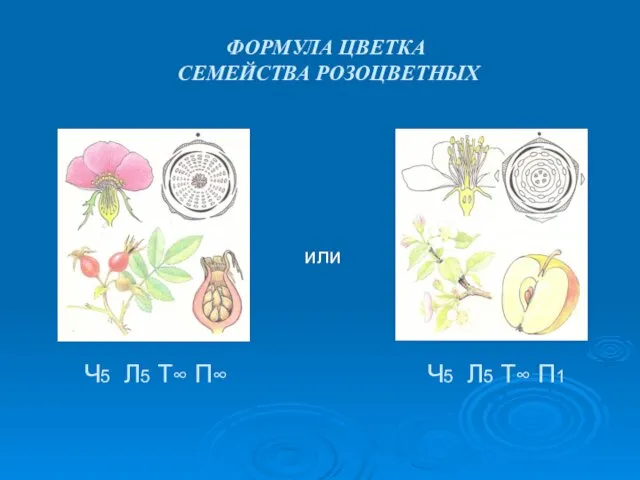 ФОРМУЛА ЦВЕТКА СЕМЕЙСТВА РОЗОЦВЕТНЫХ Ч5 Л5 Т∞ П∞ Ч5 Л5 Т∞ П1 или