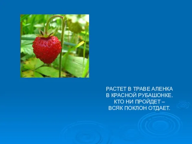 РАСТЕТ В ТРАВЕ АЛЕНКА В КРАСНОЙ РУБАШОНКЕ. КТО НИ ПРОЙДЕТ – ВСЯК ПОКЛОН ОТДАЕТ.