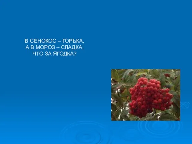 В СЕНОКОС – ГОРЬКА, А В МОРОЗ – СЛАДКА. ЧТО ЗА ЯГОДКА?