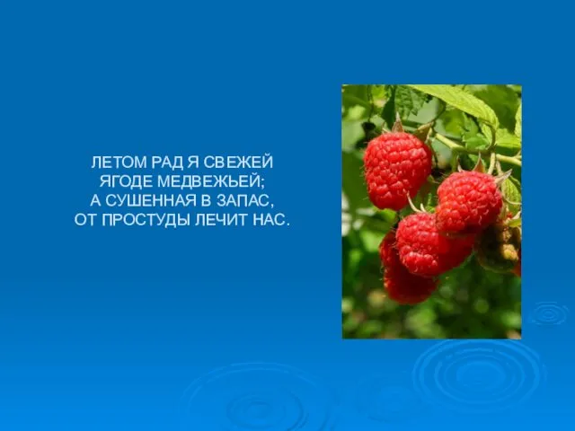 ЛЕТОМ РАД Я СВЕЖЕЙ ЯГОДЕ МЕДВЕЖЬЕЙ; А СУШЕННАЯ В ЗАПАС, ОТ ПРОСТУДЫ ЛЕЧИТ НАС.