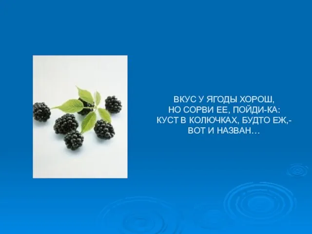 ВКУС У ЯГОДЫ ХОРОШ, НО СОРВИ ЕЕ, ПОЙДИ-КА: КУСТ В КОЛЮЧКАХ, БУДТО ЕЖ,- ВОТ И НАЗВАН…