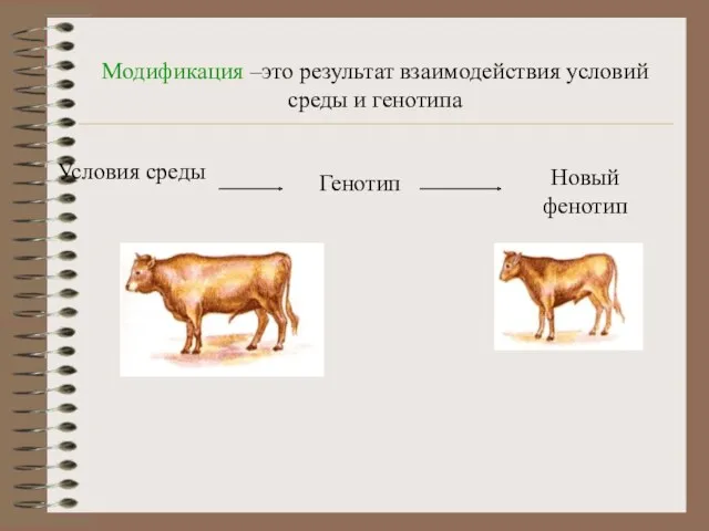 Модификация –это результат взаимодействия условий среды и генотипа Условия среды Генотип Новый фенотип