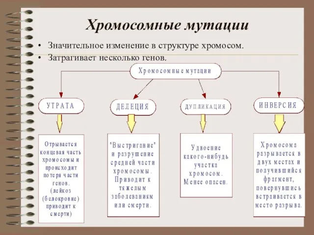 Хромосомные мутации Значительное изменение в структуре хромосом. Затрагивает несколько генов.