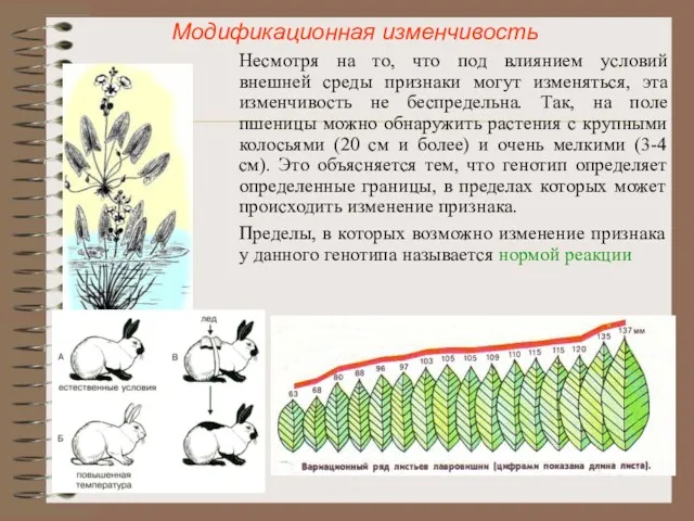 Модификационная изменчивость Несмотря на то, что под влиянием условий внешней