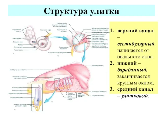 Структура улитки верхний канал – вестибулярный, начинается от овального окна.