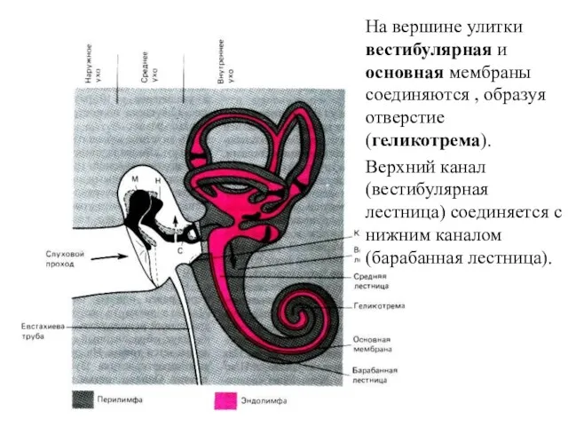 На вершине улитки вестибулярная и основная мембраны соединяются , образуя