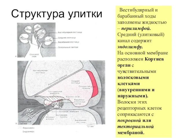 Структура улитки Вестибулярный и барабанный ходы заполнены жидкостью – перилимфой.