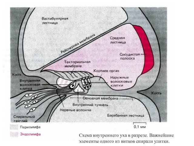 Схема внутреннего уха в разрезе. Важнейшие элементы одного из витков спирали улитки.