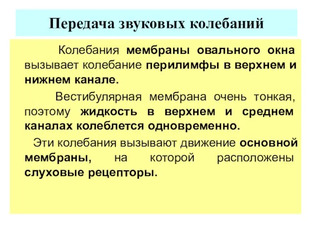 Передача звуковых колебаний Колебания мембраны овального окна вызывает колебание перилимфы