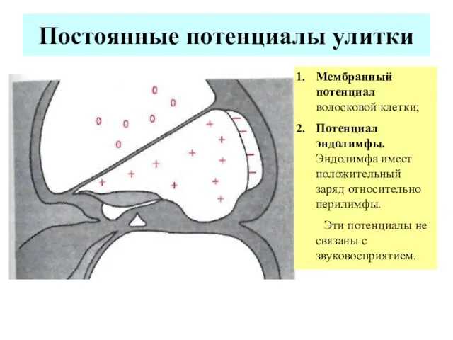 Постоянные потенциалы улитки Мембранный потенциал волосковой клетки; Потенциал эндолимфы. Эндолимфа