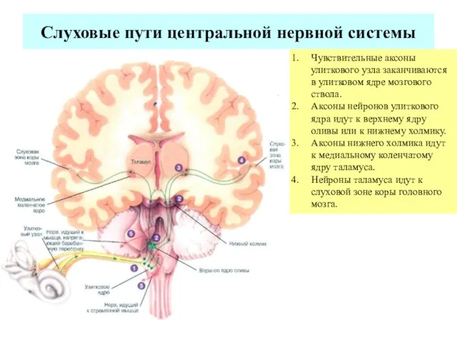 Слуховые пути центральной нервной системы Чувствительные аксоны улиткового узла заканчиваются