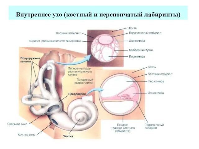 Внутреннее ухо (костный и перепончатый лабиринты)