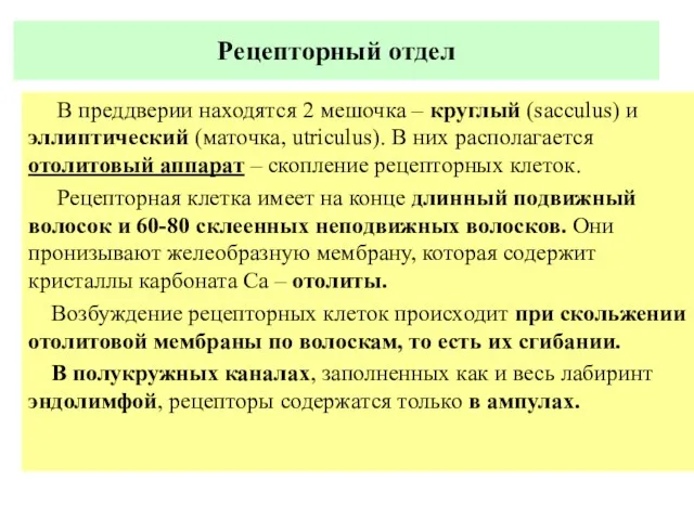 Рецепторный отдел В преддверии находятся 2 мешочка – круглый (sacculus)