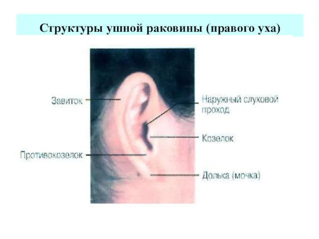 Структуры ушной раковины (правого уха)