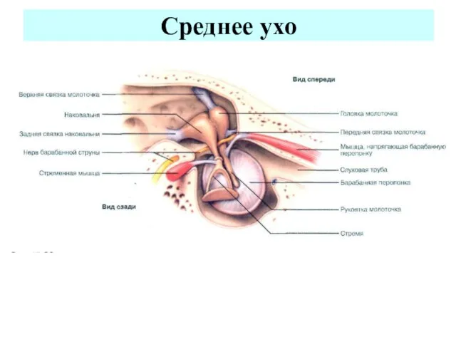 Среднее ухо