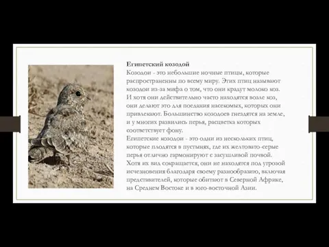 Египетский козодой Козодои - это небольшие ночные птицы, которые распространенны