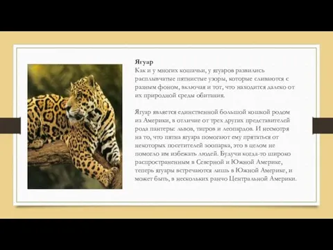 Ягуар Как и у многих кошачьи, у ягуаров развились расплывчатые