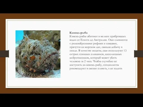 Камень-рыба Камень-рыбы обитают в мелких прибрежных водах от Египта до