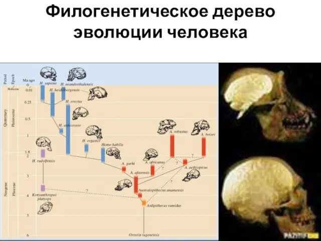 Филогенетическое дерево эволюции человека