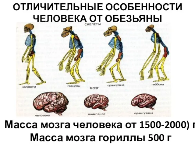 Масса мозга человека от 1500-2000) г Масса мозга гориллы 500 г ОТЛИЧИТЕЛЬНЫЕ ОСОБЕННОСТИ ЧЕЛОВЕКА ОТ ОБЕЗЬЯНЫ