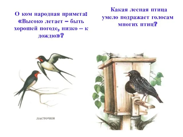 О ком народная примета: «Высоко летает – быть хорошей погоде, низко – к дождю»?