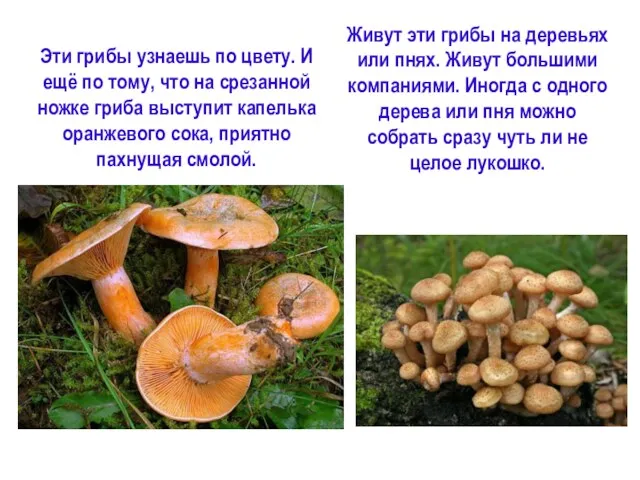Эти грибы узнаешь по цвету. И ещё по тому, что