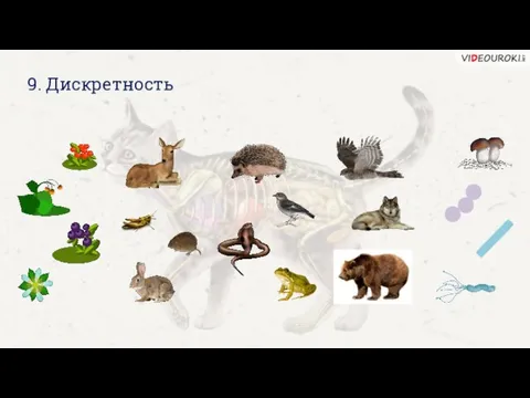 9. Дискретность