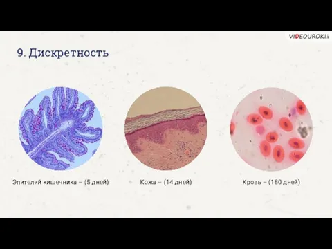 9. Дискретность Эпителий кишечника – (5 дней) Кожа – (14 дней) Кровь – (180 дней)