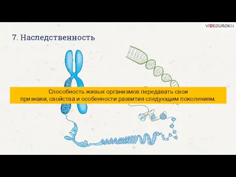 7. Наследственность Способность живых организмов передавать свои признаки, свойства и особенности развития следующим поколениям.