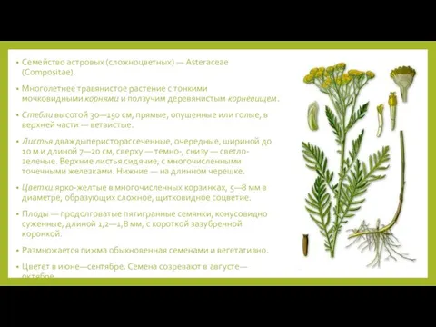 Семейство астровых (сложноцветных) — Asteraceae (Compositae). Многолетнее травянистое растение с