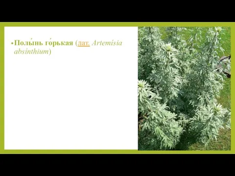 Полы́нь го́рькая (лат. Artemísia absínthium)