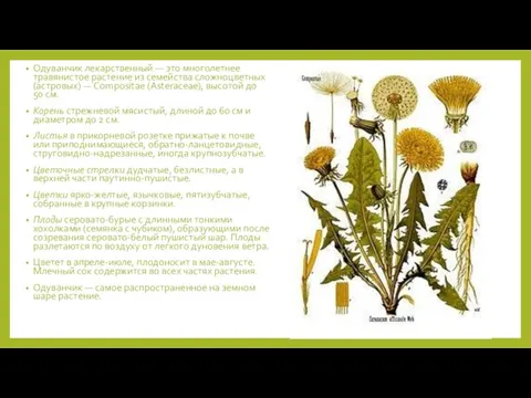 Одуванчик лекарственный — это многолетнее травянистое растение из семейства сложноцветных