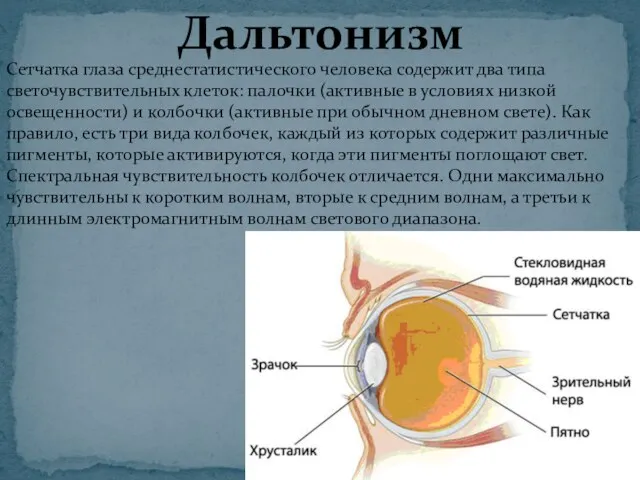 Дальтонизм Сетчатка глаза среднестатистического человека содержит два типа светочувствительных клеток: