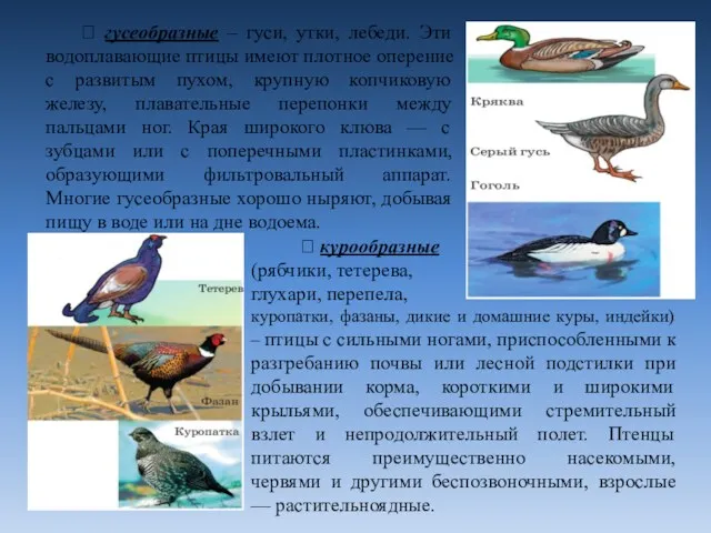 ⮚ гусеобразные – гуси, утки, лебеди. Эти водоплавающие птицы имеют