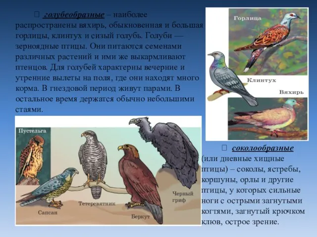 ⮚ голубеобразные – наиболее распространены вяхирь, обыкновенная и большая горлицы,