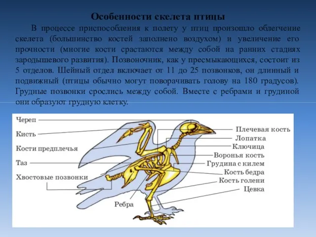 Особенности скелета птицы В процессе приспособления к полету у птиц