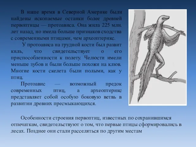 В наше время в Северной Америке были найдены ископаемые останки