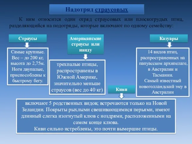 К ним относится один отряд страусовых или плоскогрудых птиц, разделяющийся