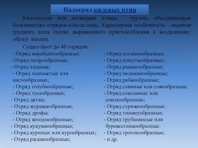 Надотряд килевых птиц Килегрудые или летающие птицы – группа, объединяющая