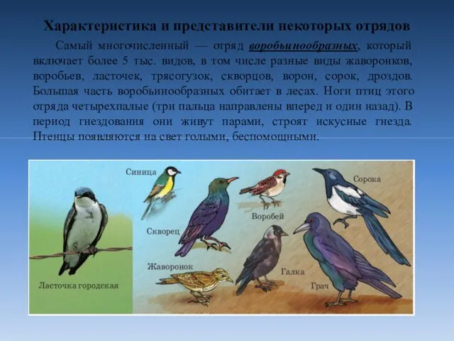 Характеристика и представители некоторых отрядов Самый многочисленный — отряд воробьинообразных,