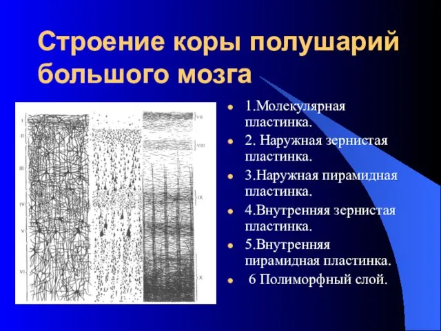 Строение коры полушарий большого мозга 1.Молекулярная пластинка. 2. Наружная зернистая