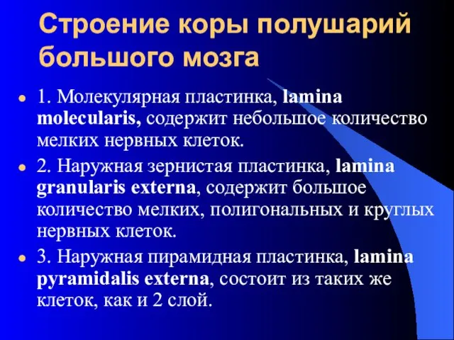 Строение коры полушарий большого мозга 1. Молекулярная пластинка, lamina molecularis,