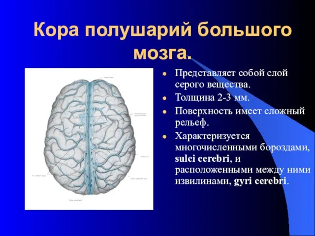 Кора полушарий большого мозга. Представляет собой слой серого вещества. Толщина