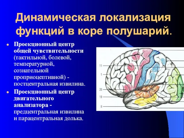 Динамическая локализация функций в коре полушарий. Проекционный центр общей чувствительности