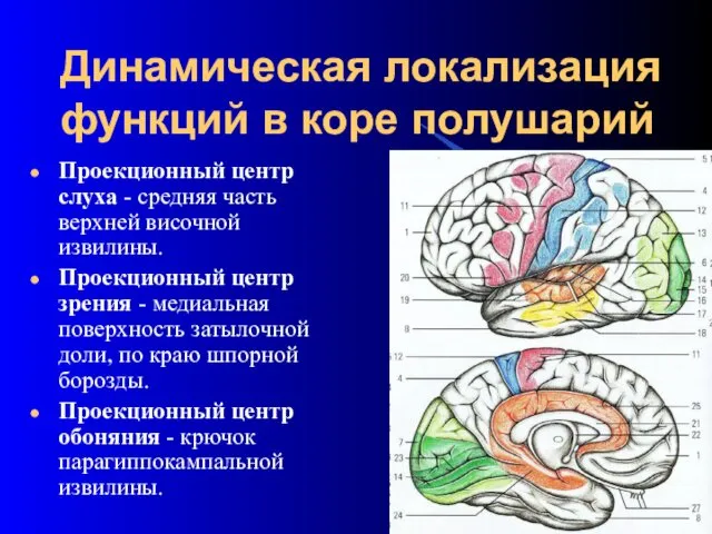 Динамическая локализация функций в коре полушарий Проекционный центр слуха -